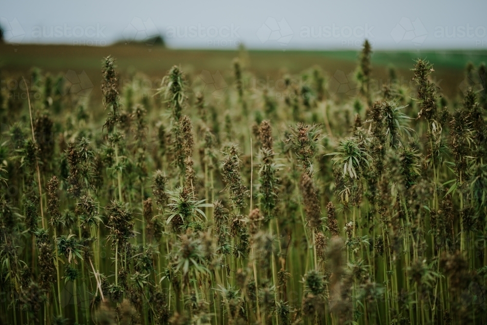 Tasmanian grown Hemp - Australian Stock Image