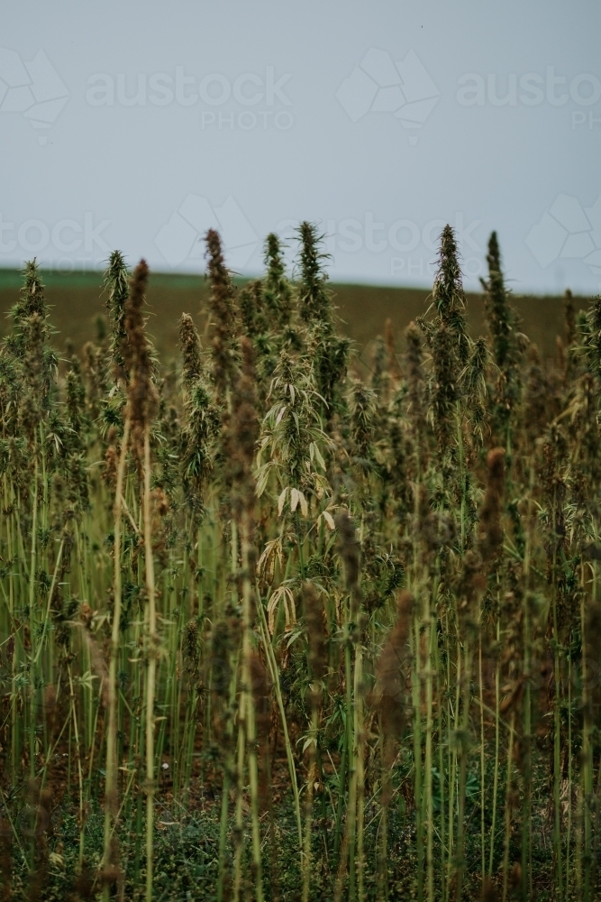Tasmanian grown Hemp - Australian Stock Image