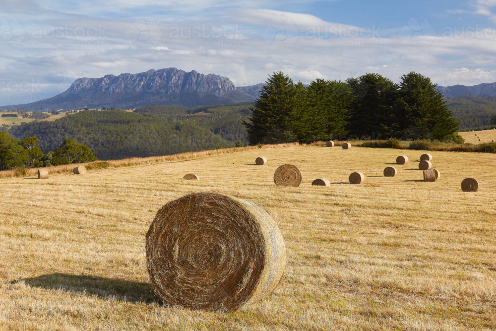 Tasmanian landscape with haybale paddock - Australian Stock Image