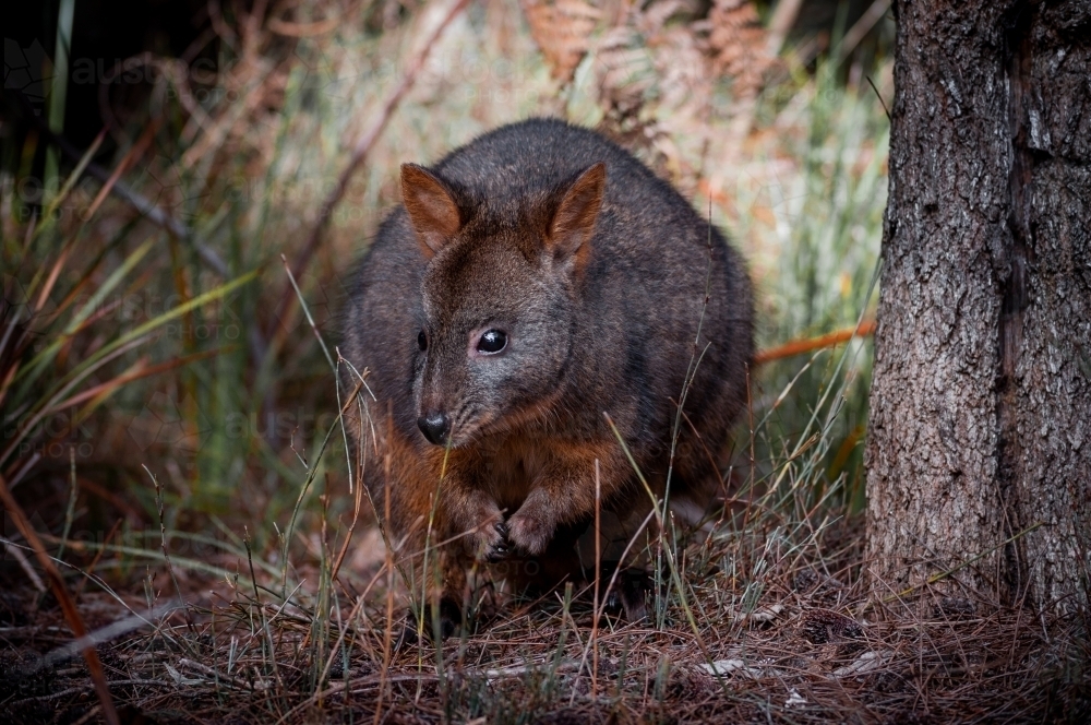 Tasmanian Pademelon in a Pine Forest - Australian Stock Image