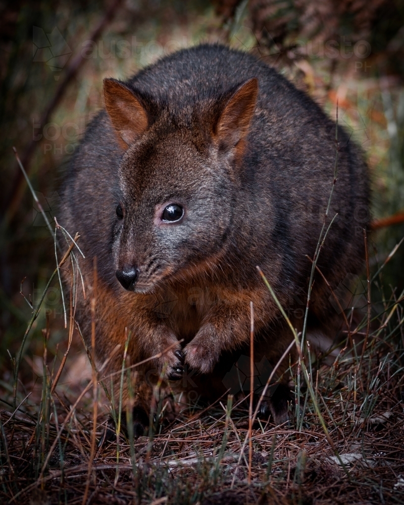 Tasmanian Pademelon in a Pine Forest - Australian Stock Image
