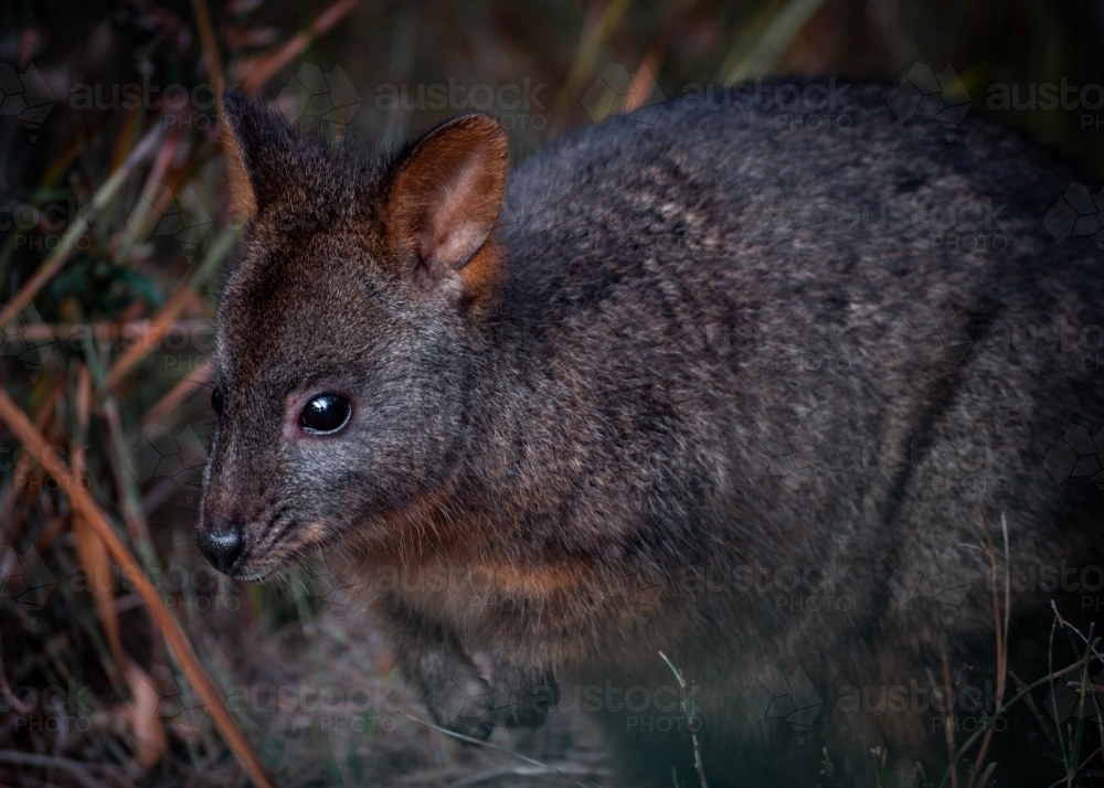Native Tasmanian Pademelon in A Pine Forest - Australian Stock Image