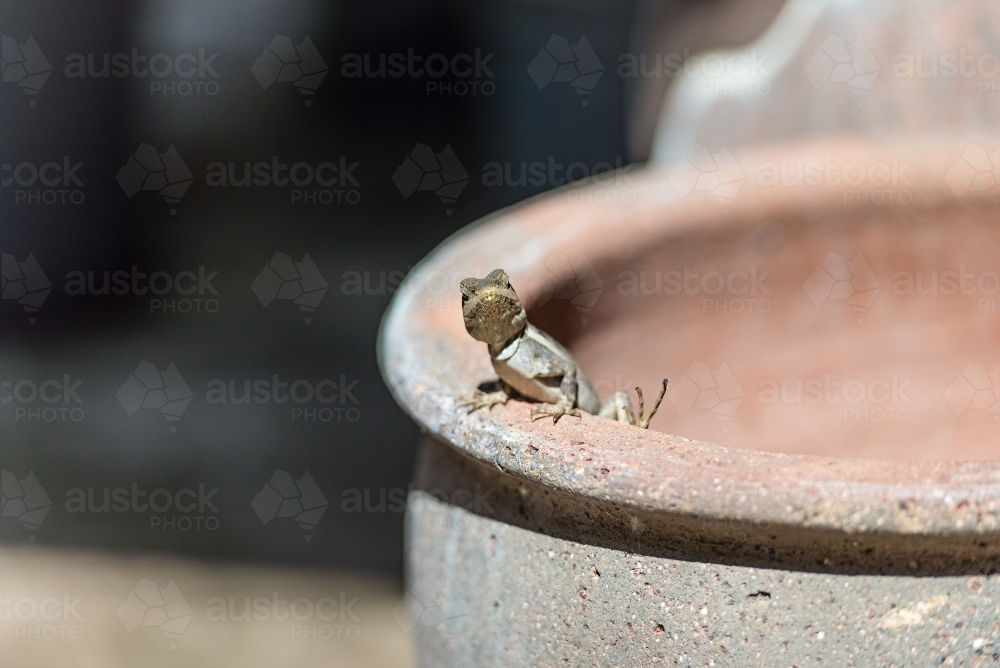 Tata Lizard peeking out at the edge of a clay pot - Australian Stock Image