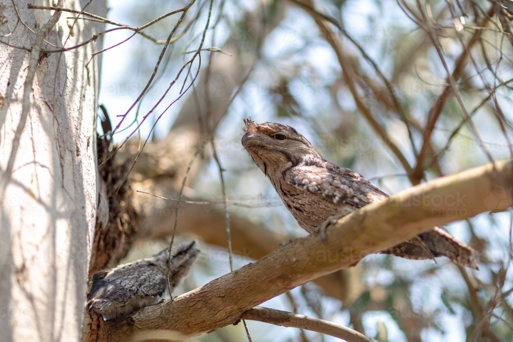 Tawny Frogmouth family - Australian Stock Image