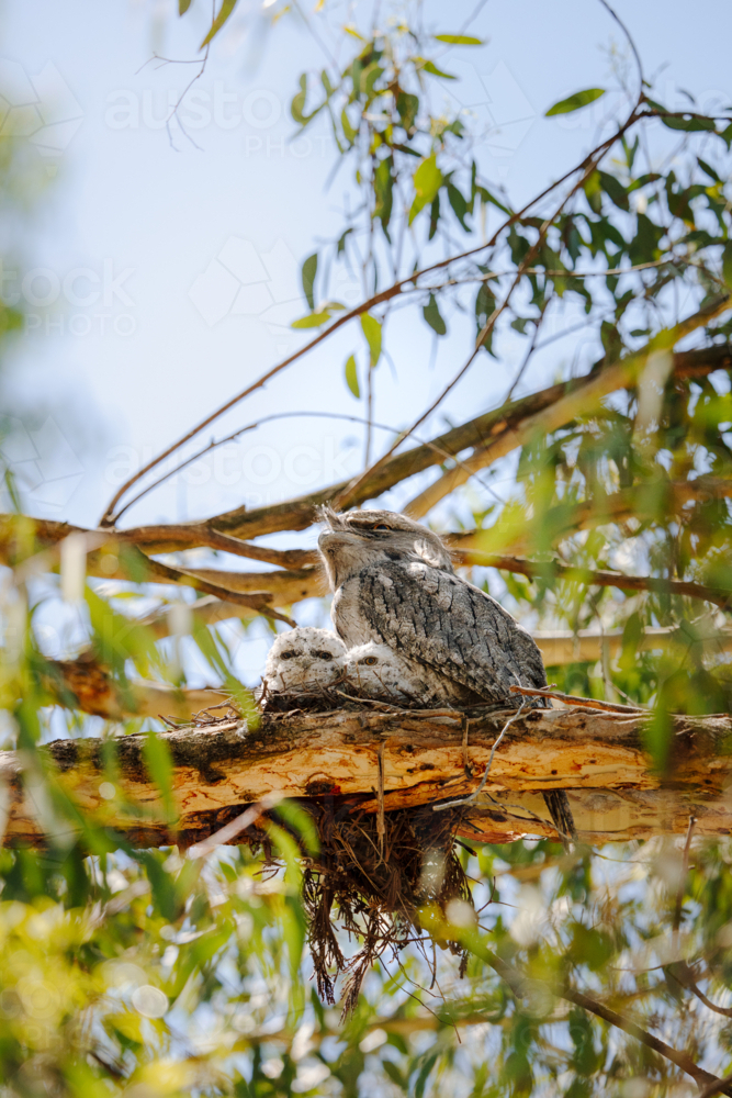 Tawny Frogmouth family in a nest, high up in a gumtree - Australian Stock Image