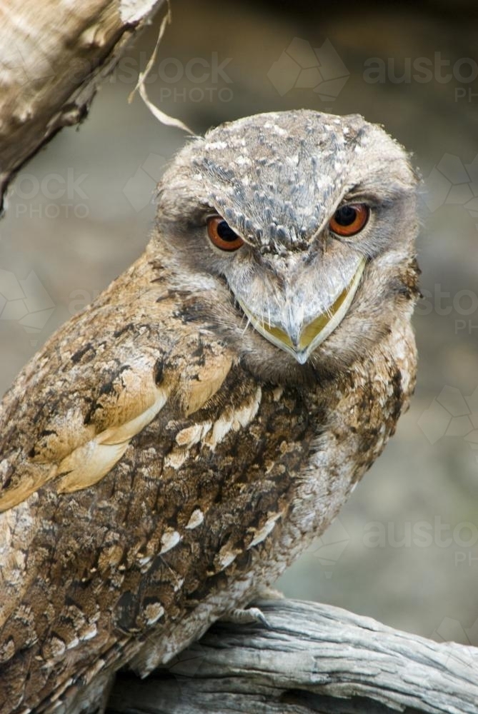 Tawny Frogmouth mouth open - Australian Stock Image
