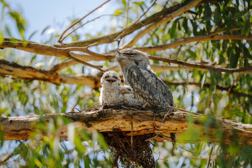 Tawny frogmouth perched on its nest with two fluffy chicks nestled beneath - Australian Stock Image