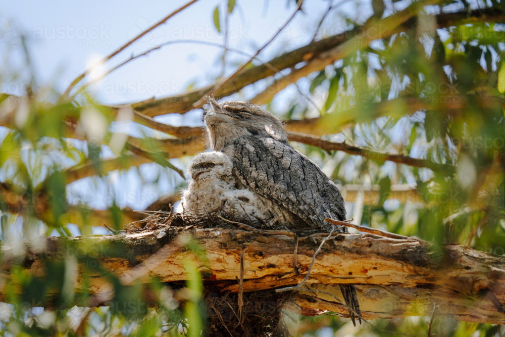 Tawny frogmouth perched on its nest with two fluffy chicks nestled beneath - Australian Stock Image