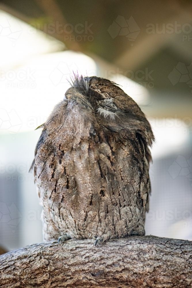 Tawny frogmouth resting on branch - Australian Stock Image