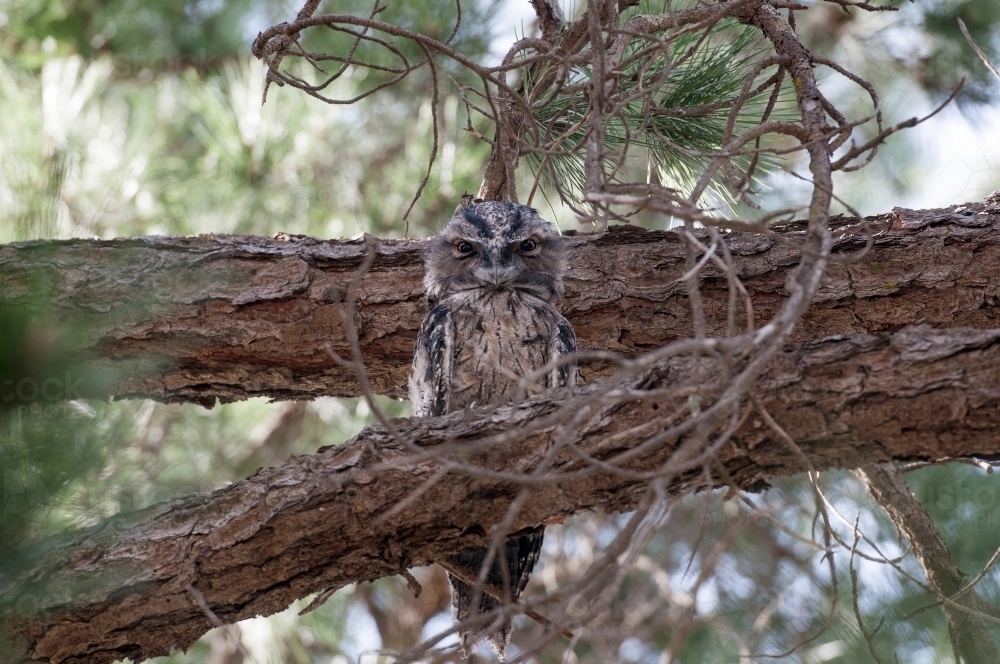Tawny frogmouth sitting in pinetree - Australian Stock Image