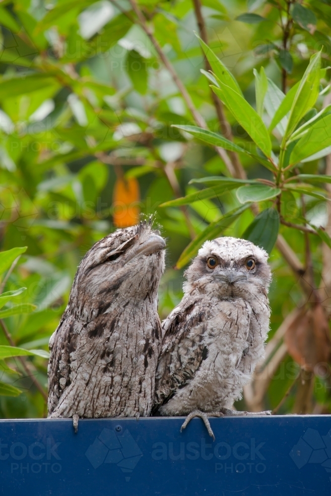 Tawny frogmouths standing on a sign - Australian Stock Image