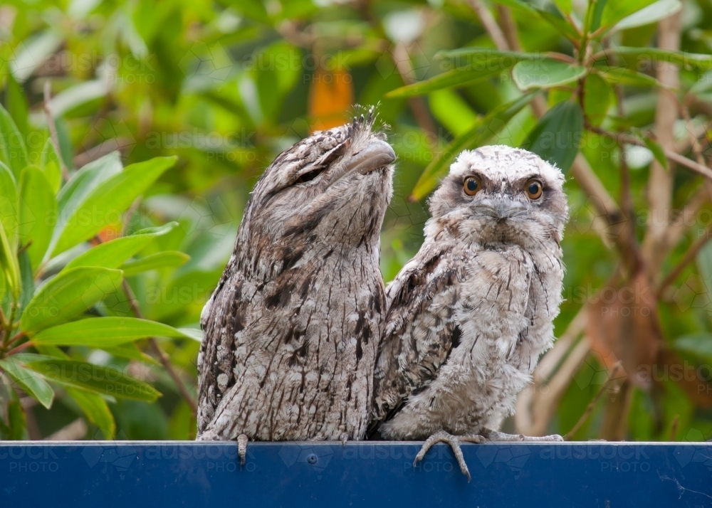 Tawny frogmouths standing on a sign - Australian Stock Image