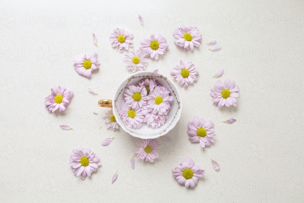 Tea cup with pretty daisy flowers - Australian Stock Image