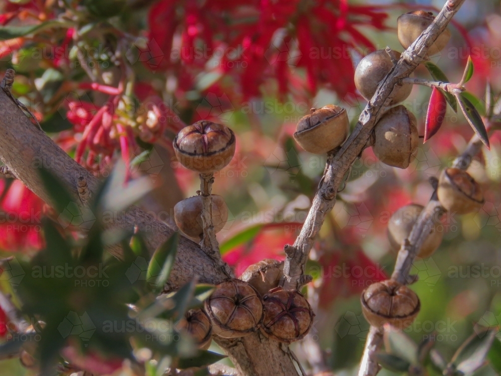 Tea tree fruit and red grevillea bokeh - Australian Stock Image