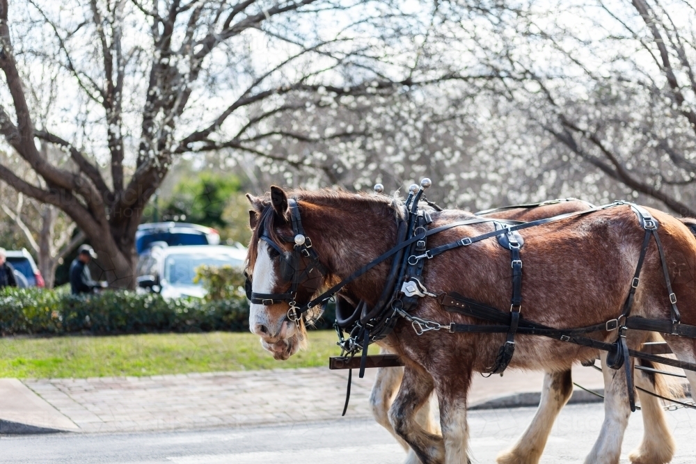 Image of team of harnessed horses pulling cart down road at Hunter