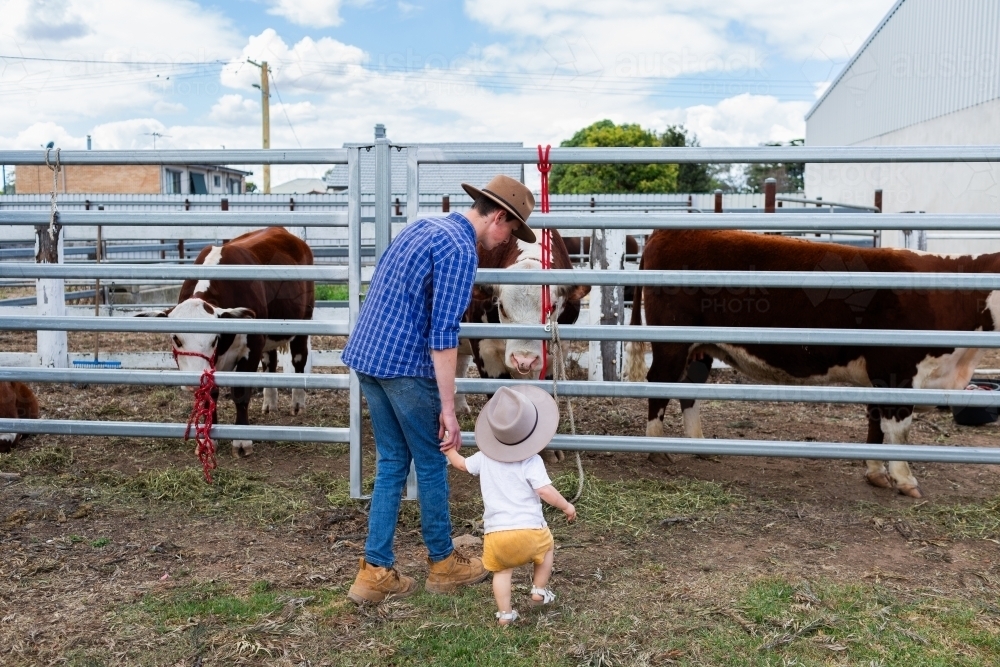 Teen and toddler walking around looking at cattle at agricultural show - Australian Stock Image