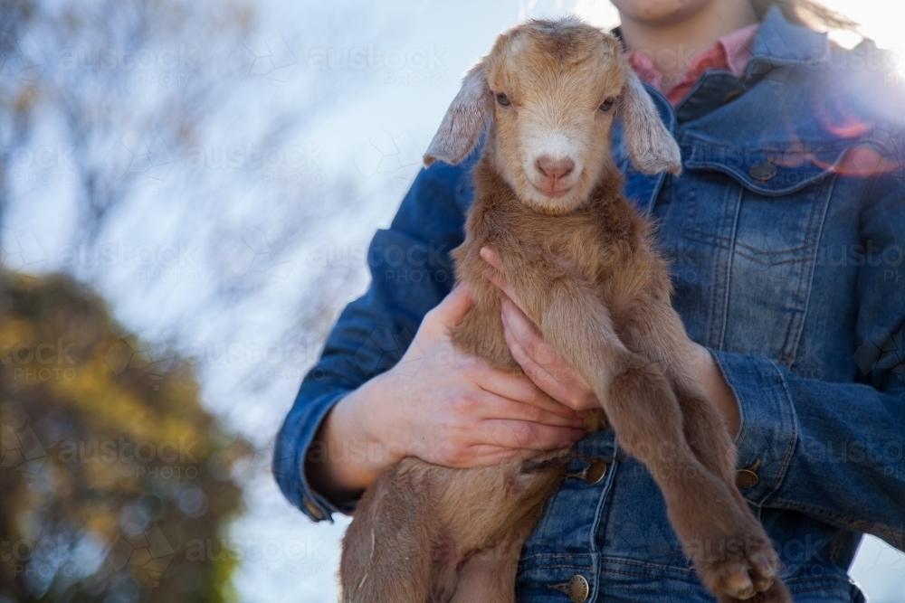 Teen girl holding baby goat on a farm - Australian Stock Image