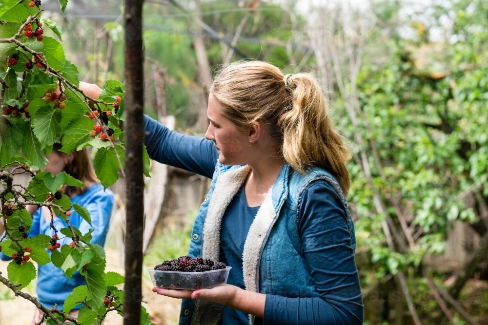 teen girl picking mulberries - Australian Stock Image