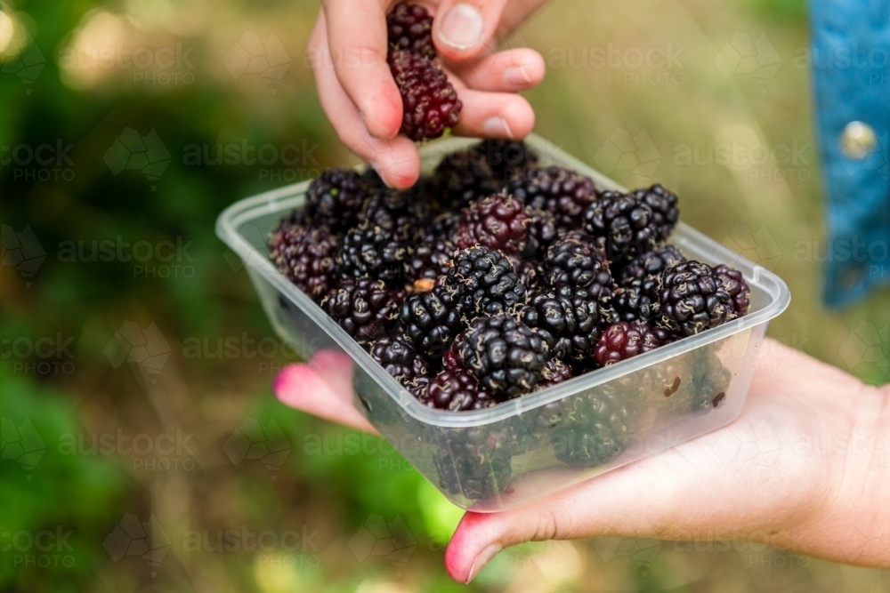 teen girl placing freshly picked mulberries into a container - Australian Stock Image