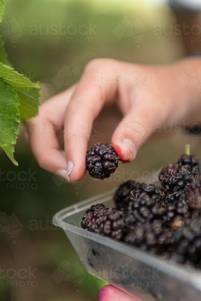 teen girl placing freshly picked mulberries into a container - Australian Stock Image