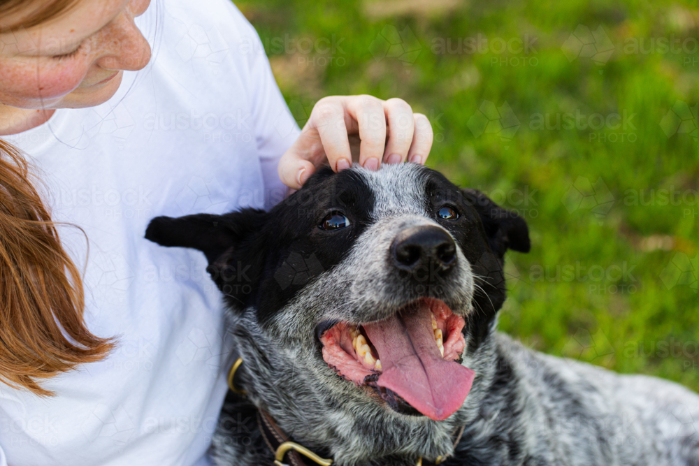 Teen person scratching happy old family pet blue heeler cattle dog outside - Australian Stock Image