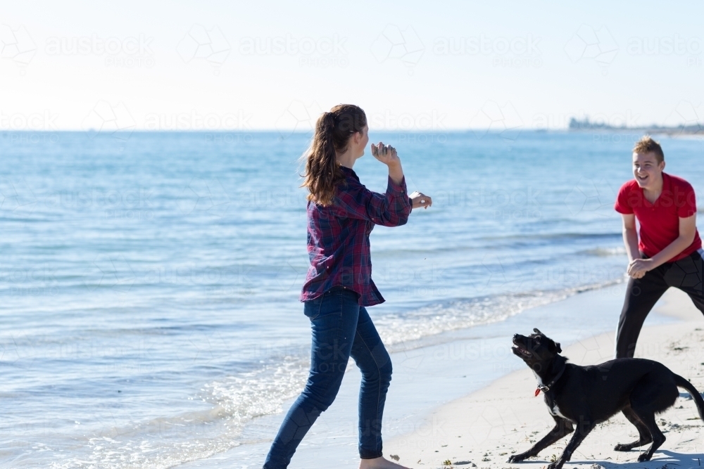 Teenage girl and boy fooling around on the beach with their dog - Australian Stock Image