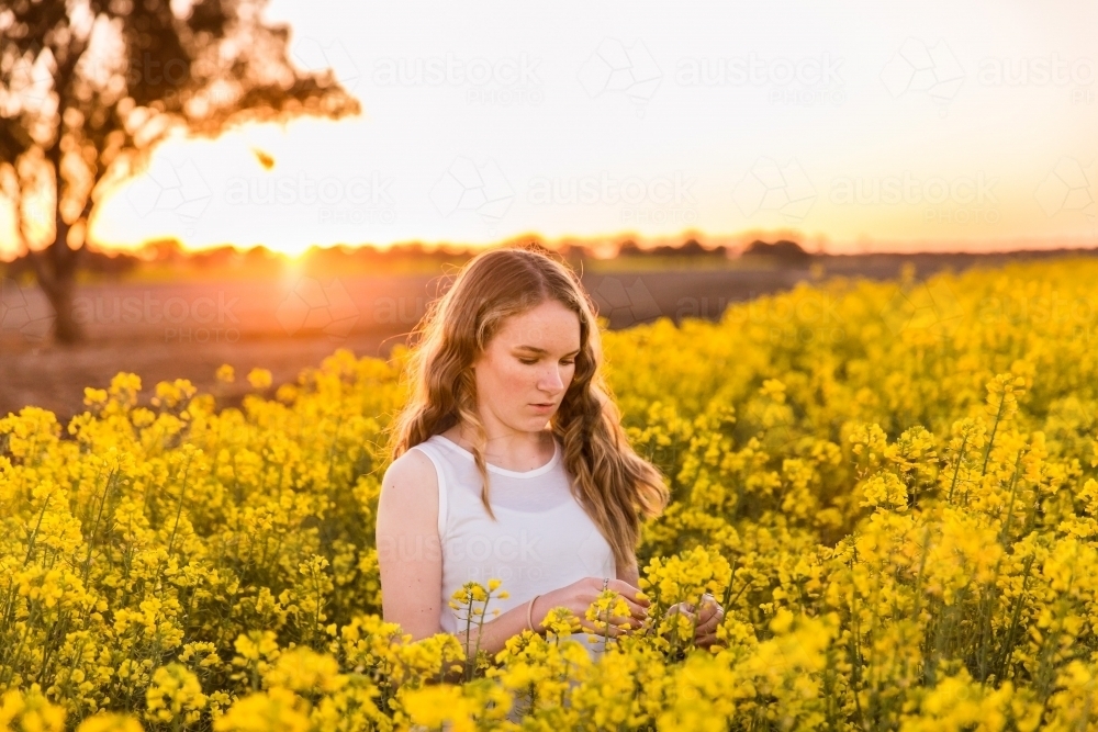 Teenage girl looking at field of canola on farm at sunset - Australian Stock Image