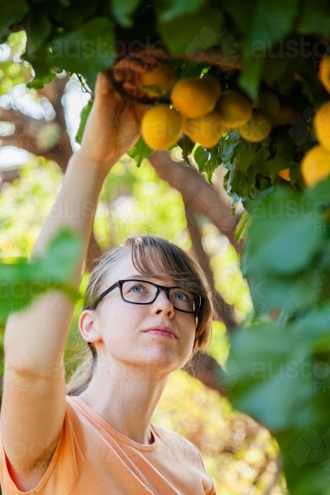 Teenage girl picking ripe apricot fruit from tree - Australian Stock Image