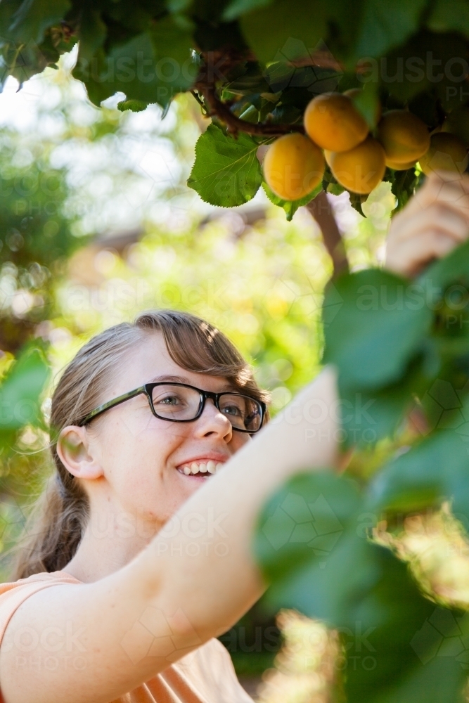 Teenage girl picking ripe apricot fruit from tree - Australian Stock Image