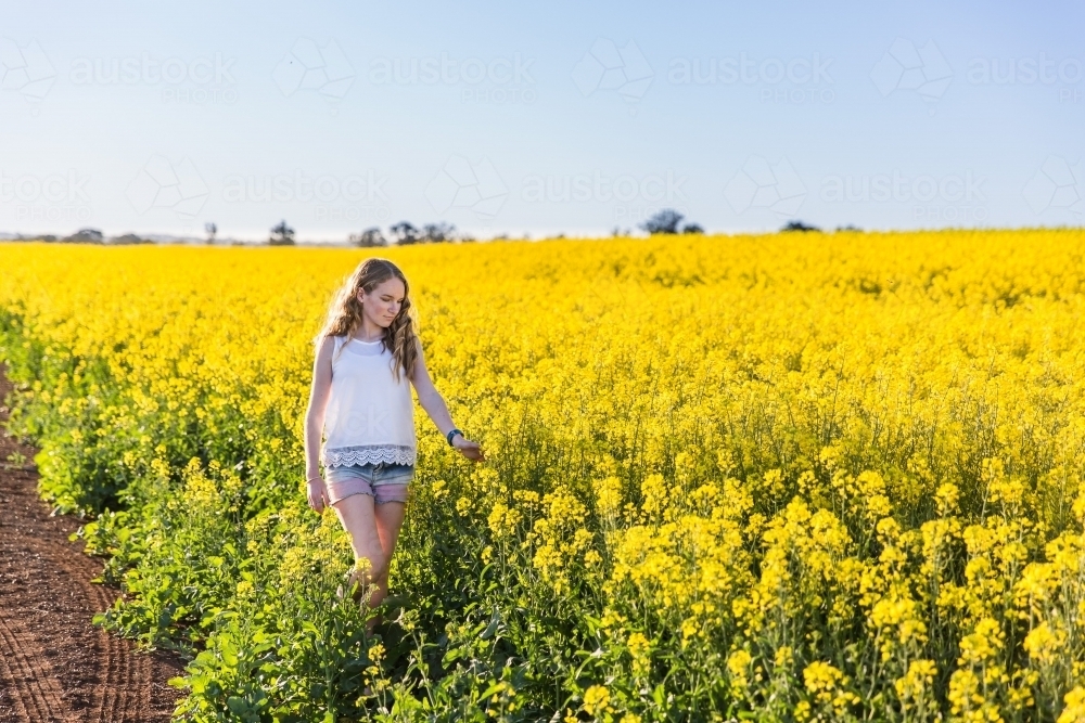 Teenager walking through canola crop on farm touching flowers - Australian Stock Image