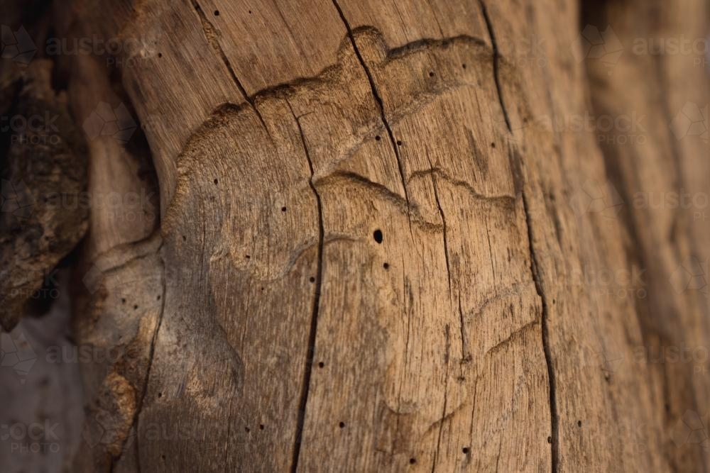 Termite carvings and wooden texture in a gum tree - Australian Stock Image