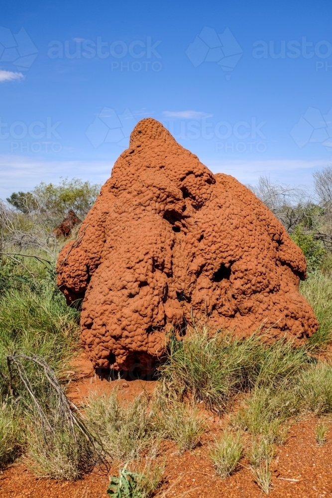 Termite mound in outback Australia - Australian Stock Image