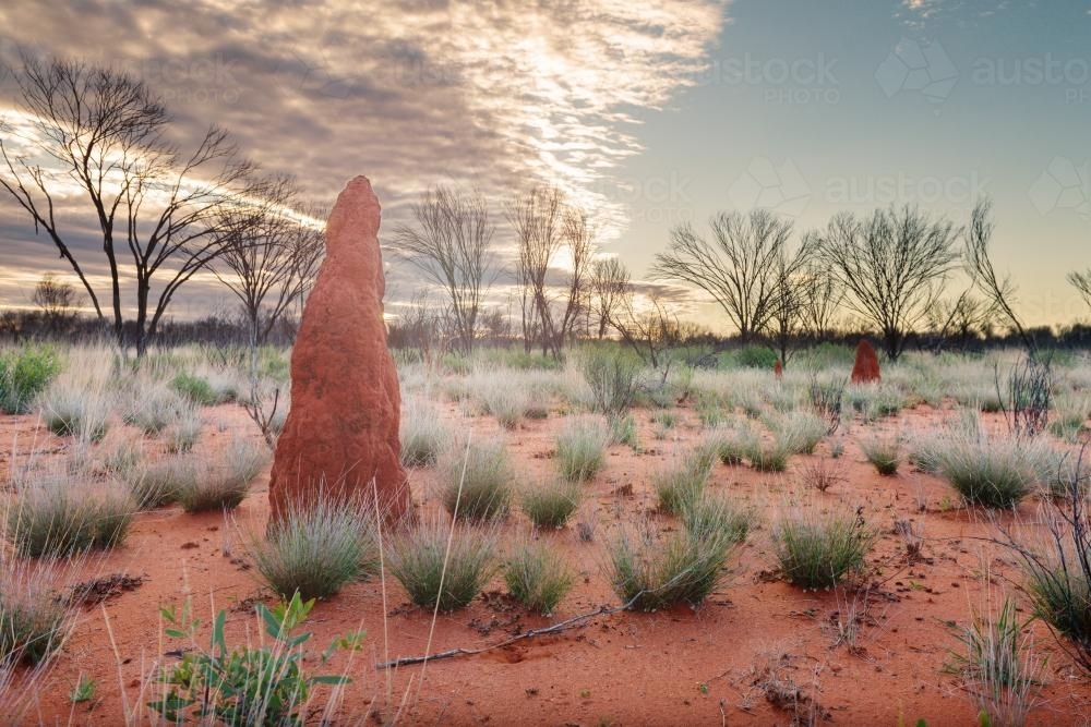 Termite mound in outback landscape Northern Territory - Australian Stock Image