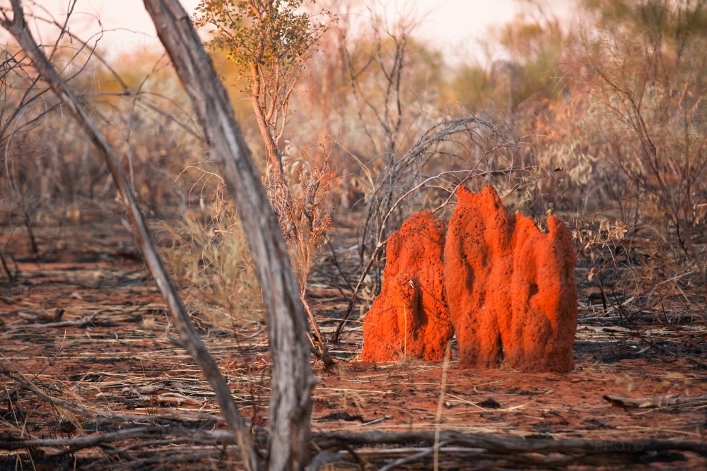 Termite mound in recently burnt out bush - Australian Stock Image