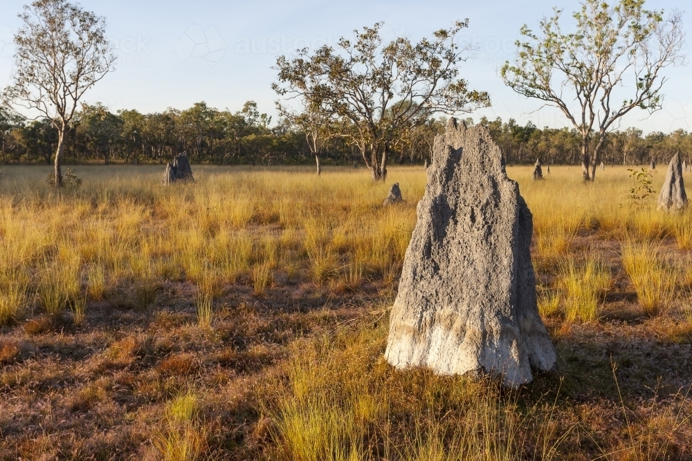 Termite mounds in landscape - Australian Stock Image