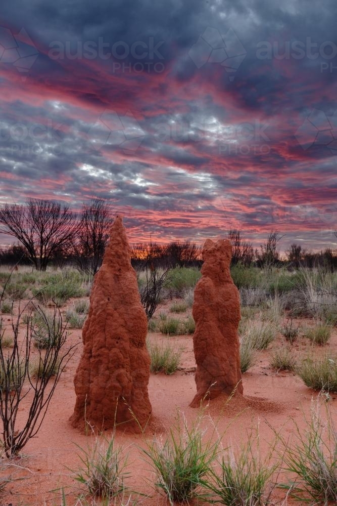 Termite mounds in outback NT, against dramatic late afternoon clouds - Australian Stock Image