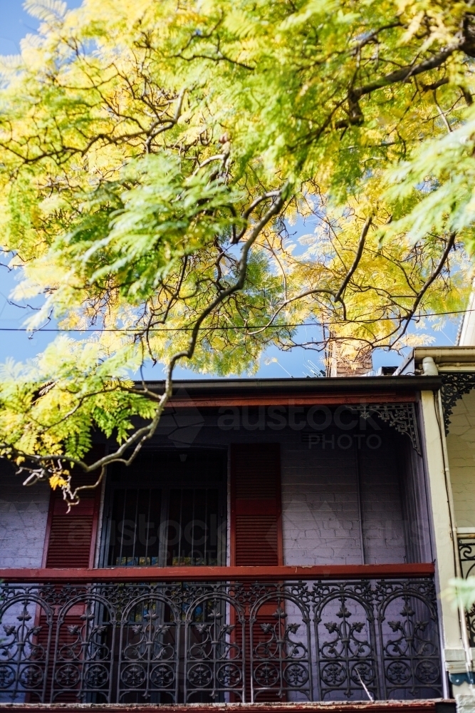 Terrace house window and balcony with bright branch of leaves hanging over - Australian Stock Image
