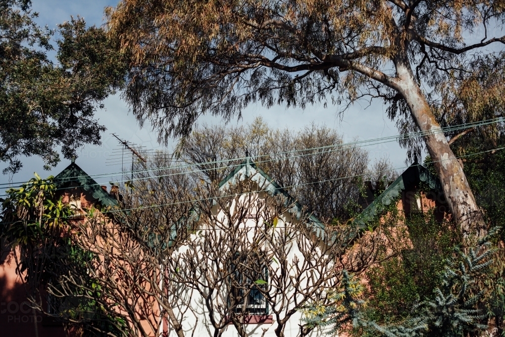 Terrace rooftops behind trees - Australian Stock Image