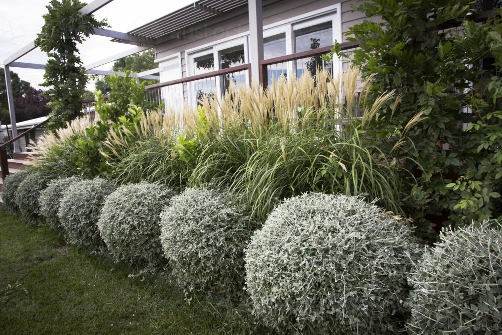 Teuchrium balls, perennial grasses, garden and house - Australian Stock Image