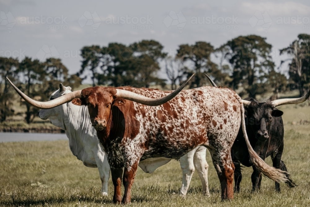 Texas longhorn cow stands in the paddock with other herd. - Australian Stock Image