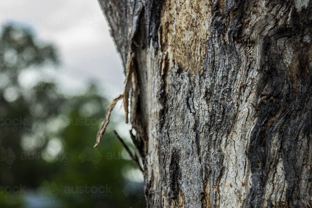 Textured bark of a gum tree on a cloudy morning - Australian Stock Image