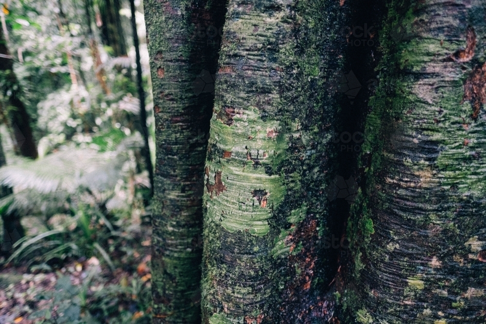 Textured trunk of tree in Mossman Gorge - Australian Stock Image