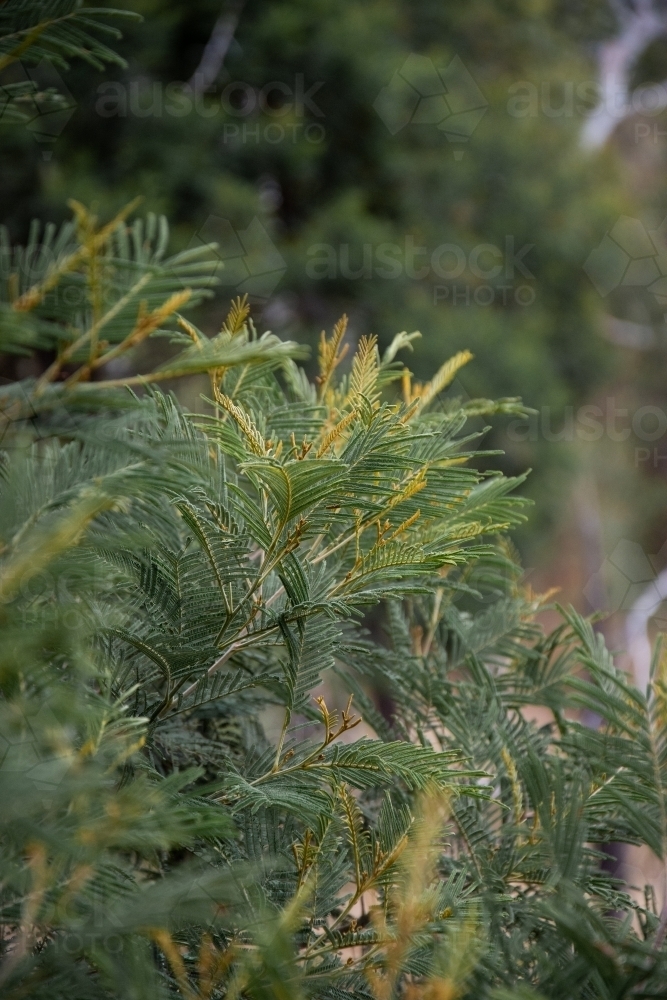 Textures of Green Tree Leaves - Australian Stock Image