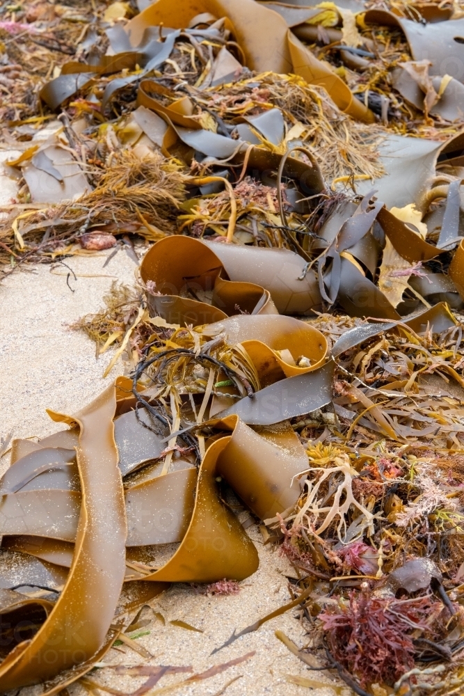 textures of seaweed on beach - Australian Stock Image