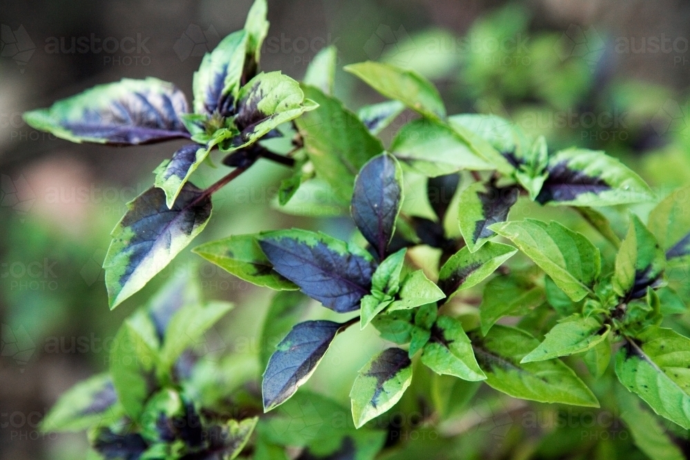 Thai basil plant - Australian Stock Image