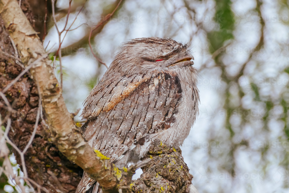 That Australian native bird, the iconic Tawny Frogmouth sits high in the tree - Australian Stock Image