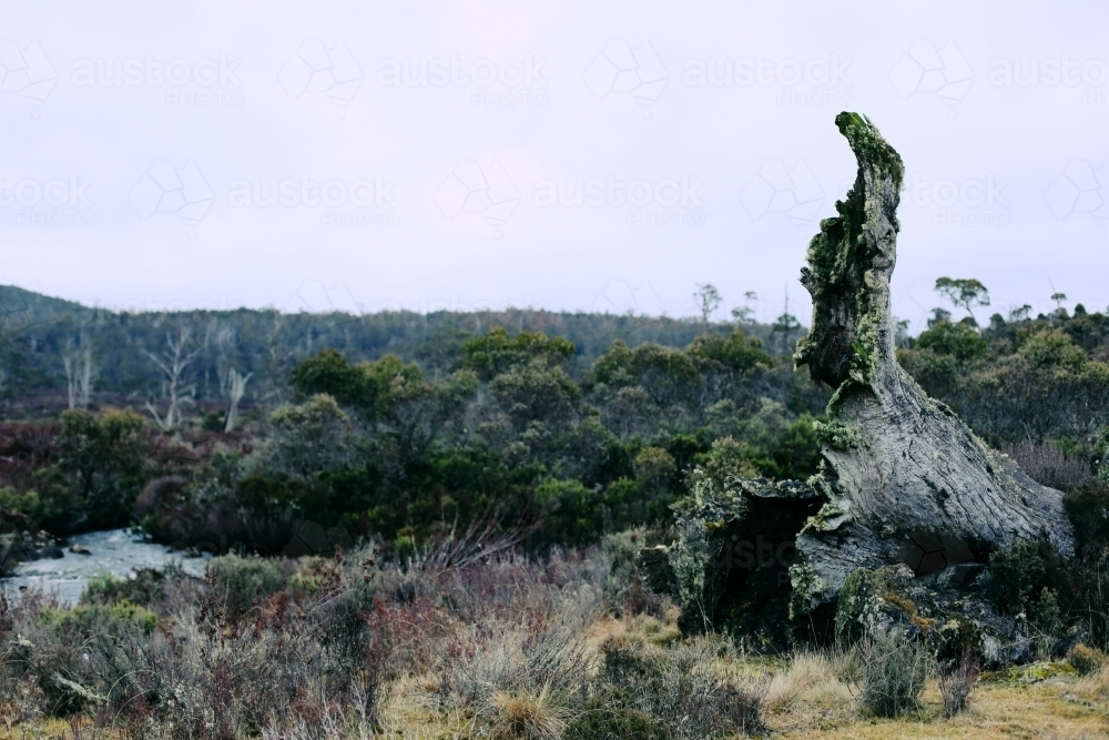 The base of a fallen tree poking up with up bushland behind - Australian Stock Image