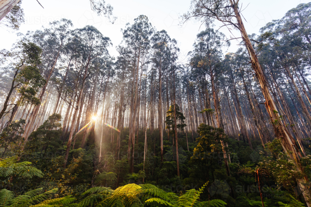 The Black Spur near Narbethong on a cool autumn morning in Victoria, Australia - Australian Stock Image