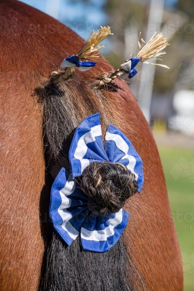 The decorated tail of a Clydesdale horse - Australian Stock Image