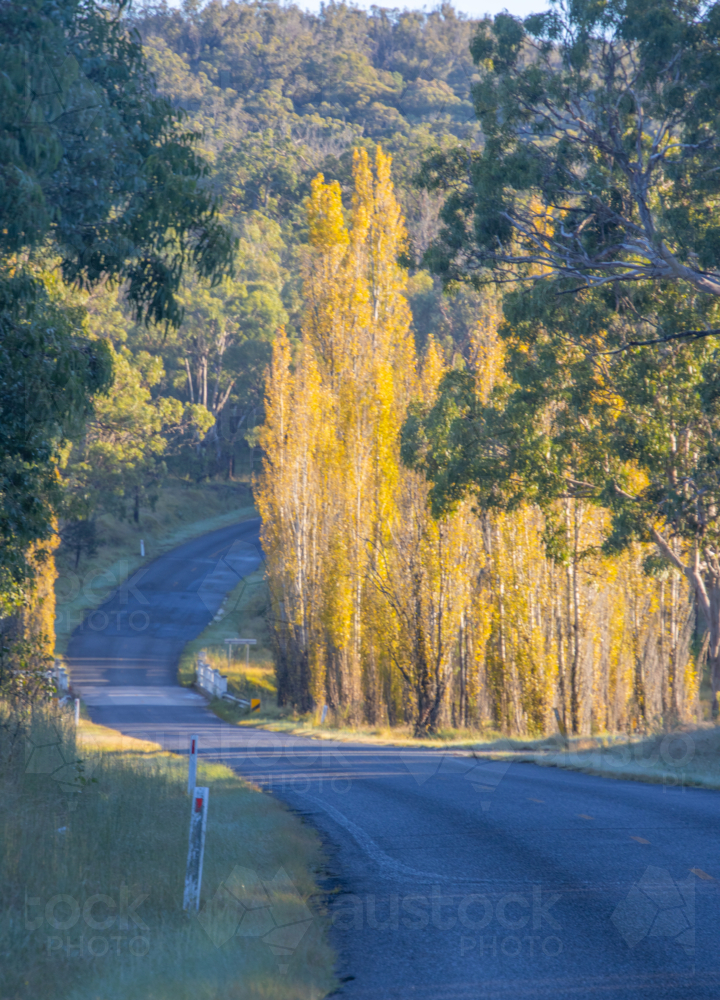 The early morning sun on golden poplars trees on a country road in the country - Australian Stock Image